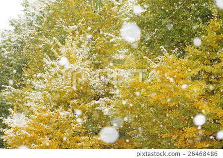 銀杏的秋葉和第一場雪 26468486