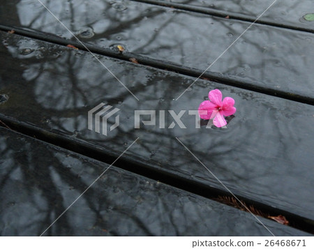 Shadow flower Shadow flower 26468671