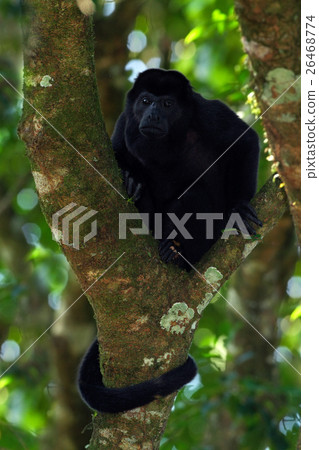 Mantled Howler Monkey Alouatta palliata in nature Mantled Howler Monkey Alouatta palliata in nature 26468774