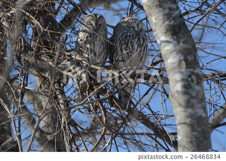好朋友Ezo Owl 好朋友Ezo Owl 26468834