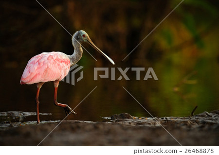 Spoonbill bird. Beautiful sunrise with bird 26468878