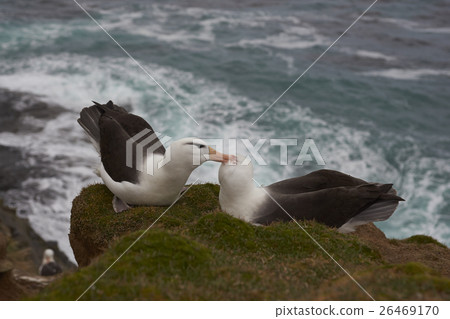 Black-browed Albatross courting 26469170