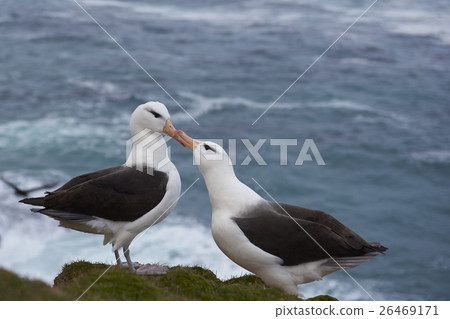 Black-browed Albatross courting 26469171