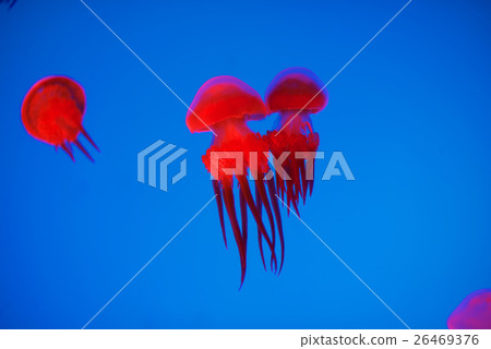 Red Jellyfish in aquarium 26469376