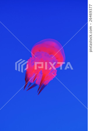 Red Jellyfish in aquarium 26469377