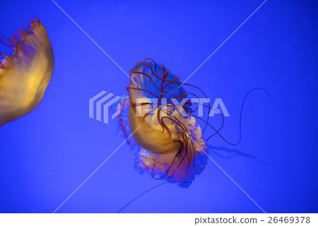 Jellyfish in aquarium 26469378