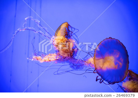 Jellyfish in aquarium 26469379
