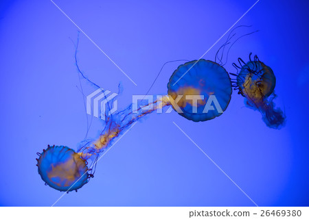 Jellyfish in aquarium Jellyfish in aquarium 26469380