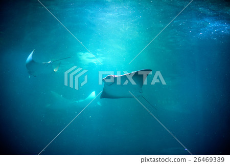 Stingray swimming Stingray swimming 26469389