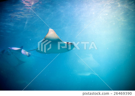 Stingray swimming Stingray swimming 26469390