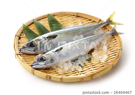鯖魚 鯖魚 26469467