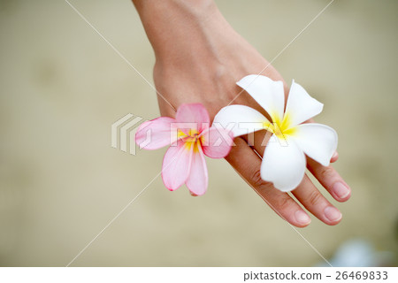 Tropical flower on hand 26469833