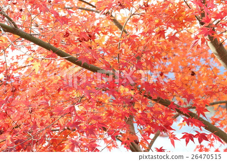 Autumn leaves on the banks of Kawaguchiko 26470515