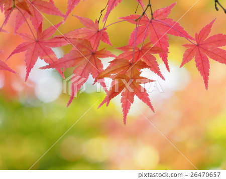 Autumn leaves Autumn leaves 26470657