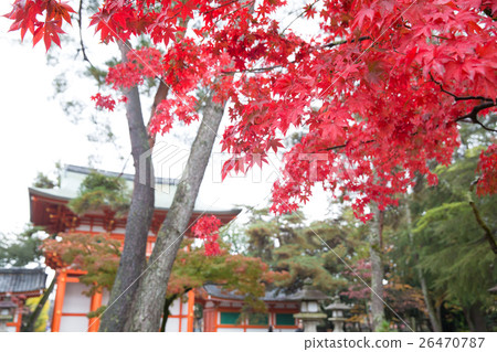 秋葉Imamiya神社 秋葉Imamiya神社 26470787
