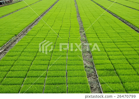 nursery nursery 26470799