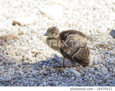 Peacock chick on the rocks 26470811
