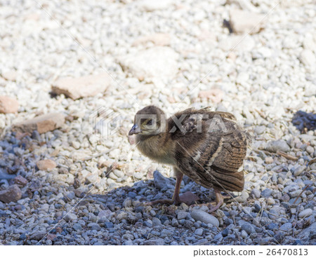 Peacock chick on the rocks Peacock chick on the rocks 26470813