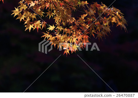 Autumn leaves - Autumn in Japan - Autumn leaves - Autumn in Japan - 26470887