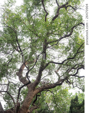 Tree Tree 26470904