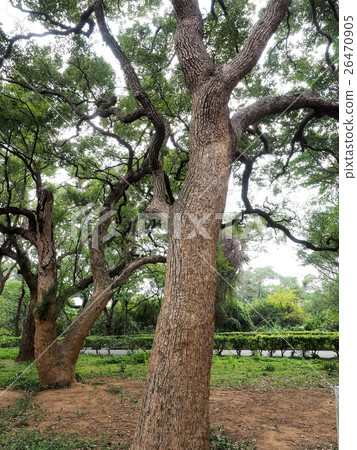 Tree 26470905