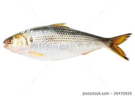 Conosillo Conosillo 26470939