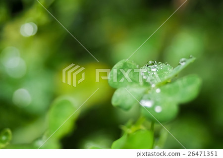 雨後的露珠 26471351