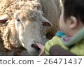 Baby and sheep 26471437