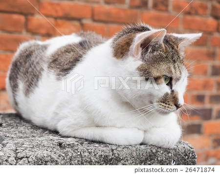 Lazy cat 26471874