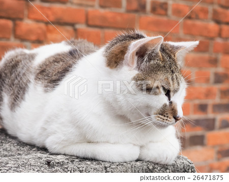 Lazy cat 26471875