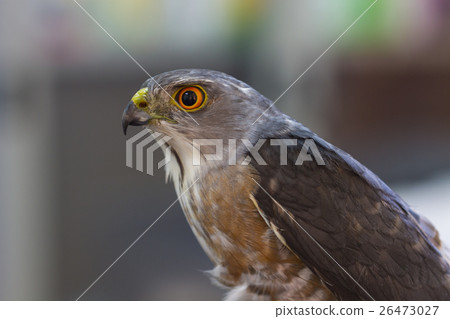 Besra or Little Sparrow Hawks Besra or Little Sparrow Hawks 26473027