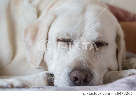 Labrador Golden Retriever sleeping 26473265