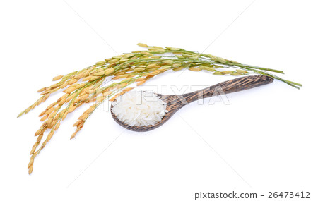 white rice in wooden spoon and unmilled rice  26473412