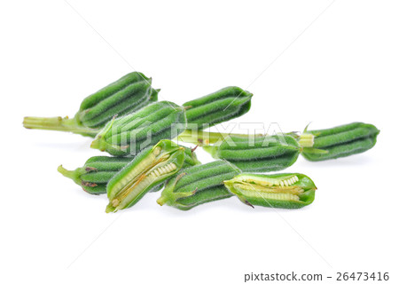 Fresh Sesame Seeds pods isolated on white 26473416