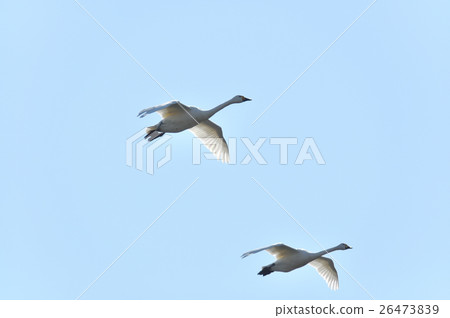 天鵝飄飄 天鵝飄飄 26473839