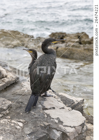 Great Cormorant Birds in Istria, Croatia 26474221