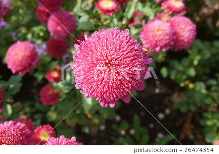 Callistephus chinensis pink flowers 26474354