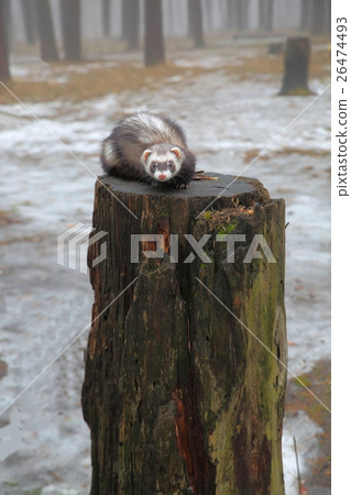 Weasel in the forest. Weasel in the forest. 26474493