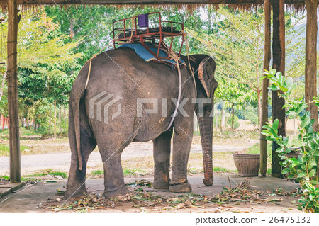 Asian elephant eating green grass 26475132