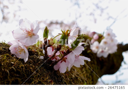 Cherry Blossoms	 26475165