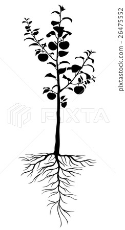 Seedling apple trees with roots and fruits Seedling apple trees with roots and fruits 26475552