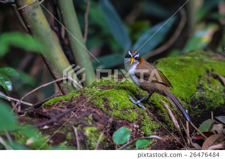White-browed Scimitar-babbler in nature White-browed Scimitar-babbler in nature 26476484