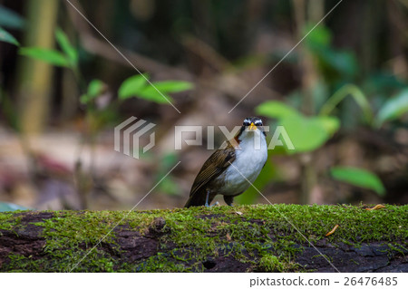 White-browed Scimitar-babbler in nature White-browed Scimitar-babbler in nature 26476485