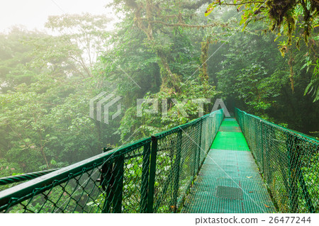 Suspension bridge in rainforest 26477244