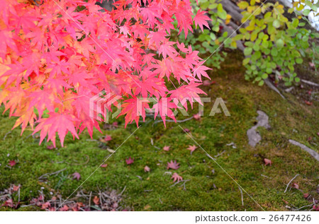 Autumn Leaf ~ White Flow of Amidado Fall 2016 Autumn Leaf ~ White Flow of Amidado Fall 2016 26477426