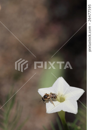 Hanaab和Rukou看到了白花 26477595