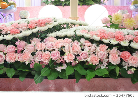 桃紅色和白花壇 26477605