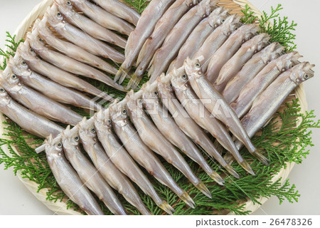 Watanabe fish 26478326