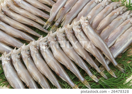 渡邊魚 26478328
