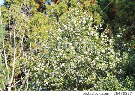 Sasanqua花 26478557